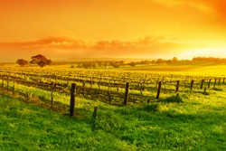 Weinregion Australien/Neuseeland