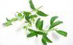 Herkunft & Inhalt von Stevia