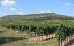 Terroir