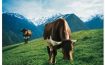 Ist Heumilch Bio-Milch?