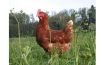 Fleisch aus artgerechter Tierhaltung