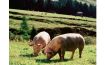 Fleisch aus artgerechter Tierhaltung