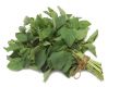 Oregano