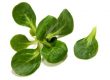 Vogerlsalat
