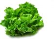 Kopfsalat 