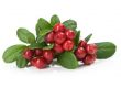 Cranberry