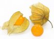 Physalis