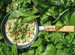 Bärlauchnocken in Weißweinsauce mit Pinienkernen