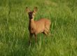 Maibock