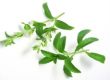 Herkunft & Inhalt von Stevia