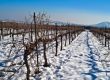 Weinregion der Exoten