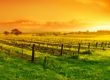 Weinregion Australien/Neuseeland
