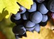 Blaufränkisch im spannenden Vergleich