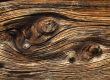 Das Holz Element