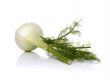Fenchel 