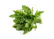 Rucola