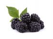 Brombeere