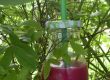 Heidelbeer-Apfel Smoothie Heidelbeer-Apfel Smoothie