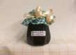 Holler-Punsch-Marmelade Holler-Punsch-Marmelade