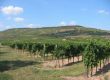 Terroir