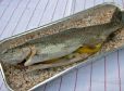Fisch in der Salzkruste