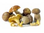 Pilze Rezepte