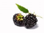Brombeeren Rezepte