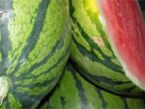 Wassermelonen aus Österreich 