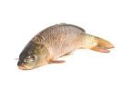 Frischen Fisch erkennen und einkaufen
