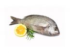 Fisch Rezepte - Meeresfische