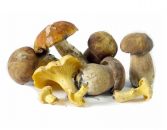 Pilze