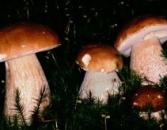 Echter Steinpilz (essbar)