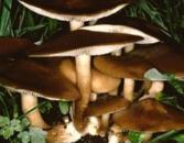 Frostrasling (essbar)
