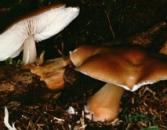 Butterrübling (essbar)