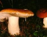 Goldtäubling (essbar)
