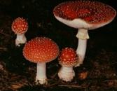Fliegenpilz (tödlich giftig)