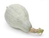 Blue Hubbard