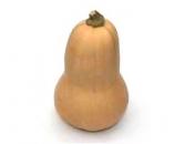 Butternuss/ -nut