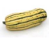 Delicata