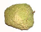 African Warty 