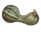 Cushaw Green Striped