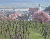 Wachau