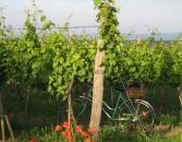Weinviertel