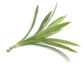 Pandan (Bai Toey)