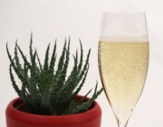 Aloevera-Secco Aloevera-Secco