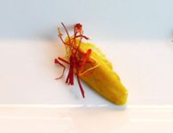 Safran-Aioli