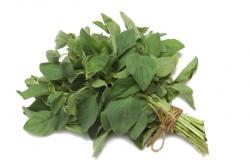 Frischer Oregano