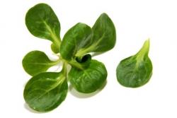 Vogerlsalat