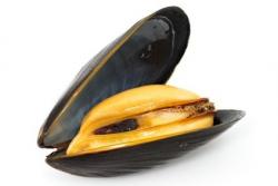 Die besten Muschel Rezepte