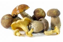 Die besten Pilz Rezepte